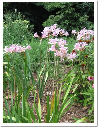 Magic Lilies - Sweet Pea